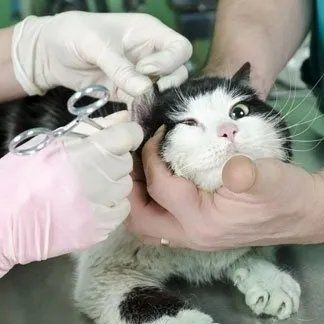 Operazione gatto