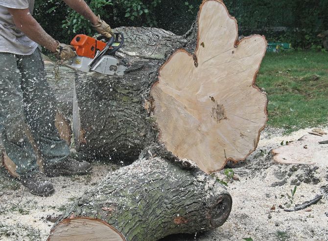 Worker using a chainsaw to cut a large tree trunk.