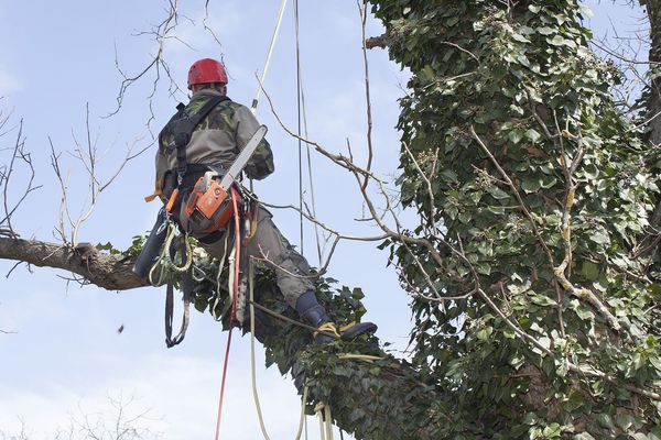 Arborist climbing tree with chainsaw.