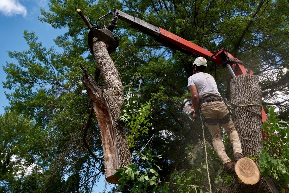 Arborist in bucket truck trimming tree branches.