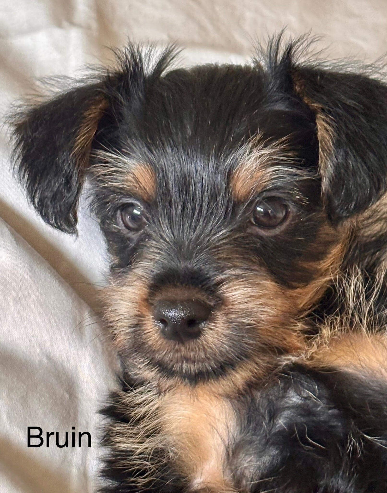 A close up of a puppy with the name bruin on it
