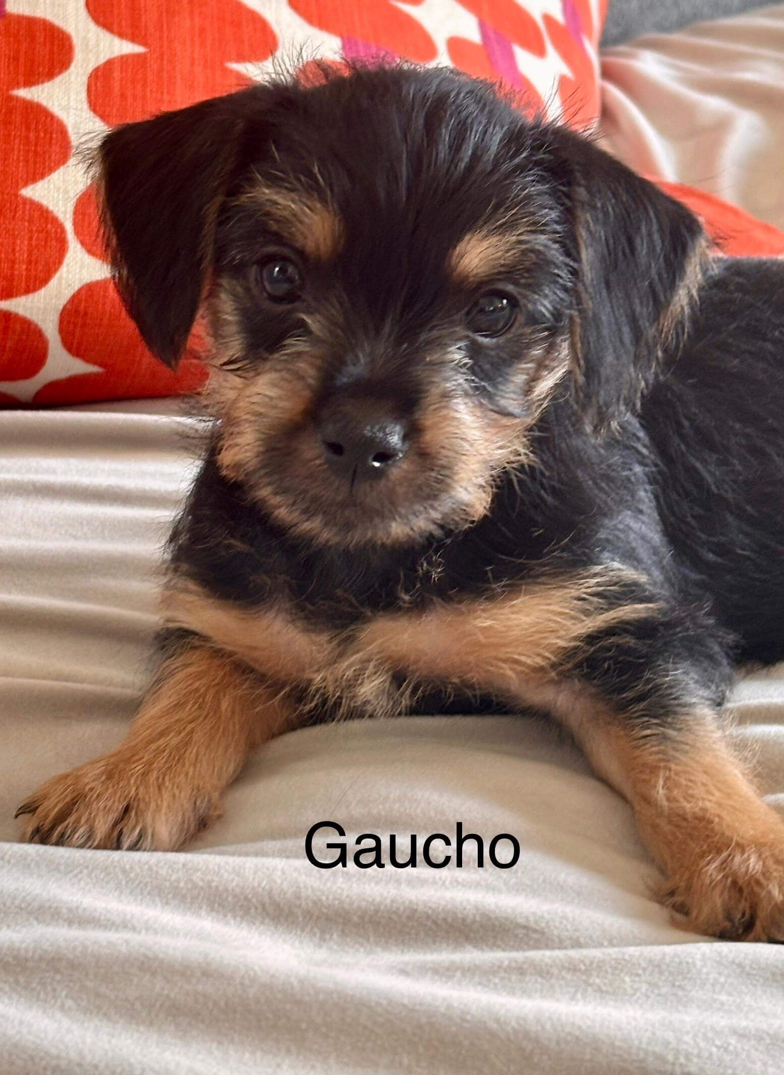 A black and brown puppy laying on a bed with the name gaucho on it