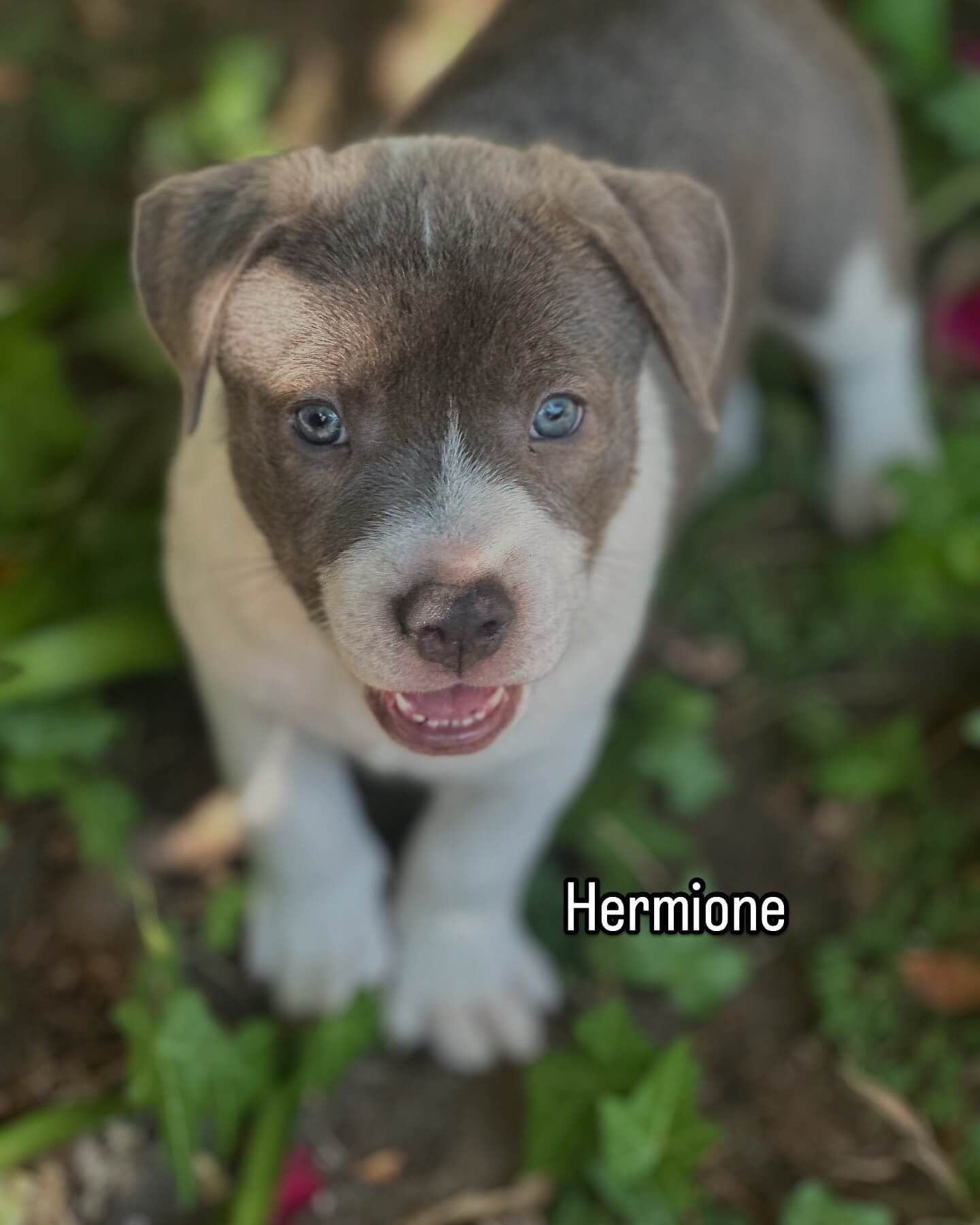 A brown and white puppy is standing in the grass and looking at the camera.