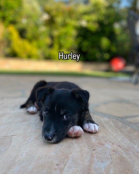 A black puppy with white paws is laying on the ground and has the name hurley on it