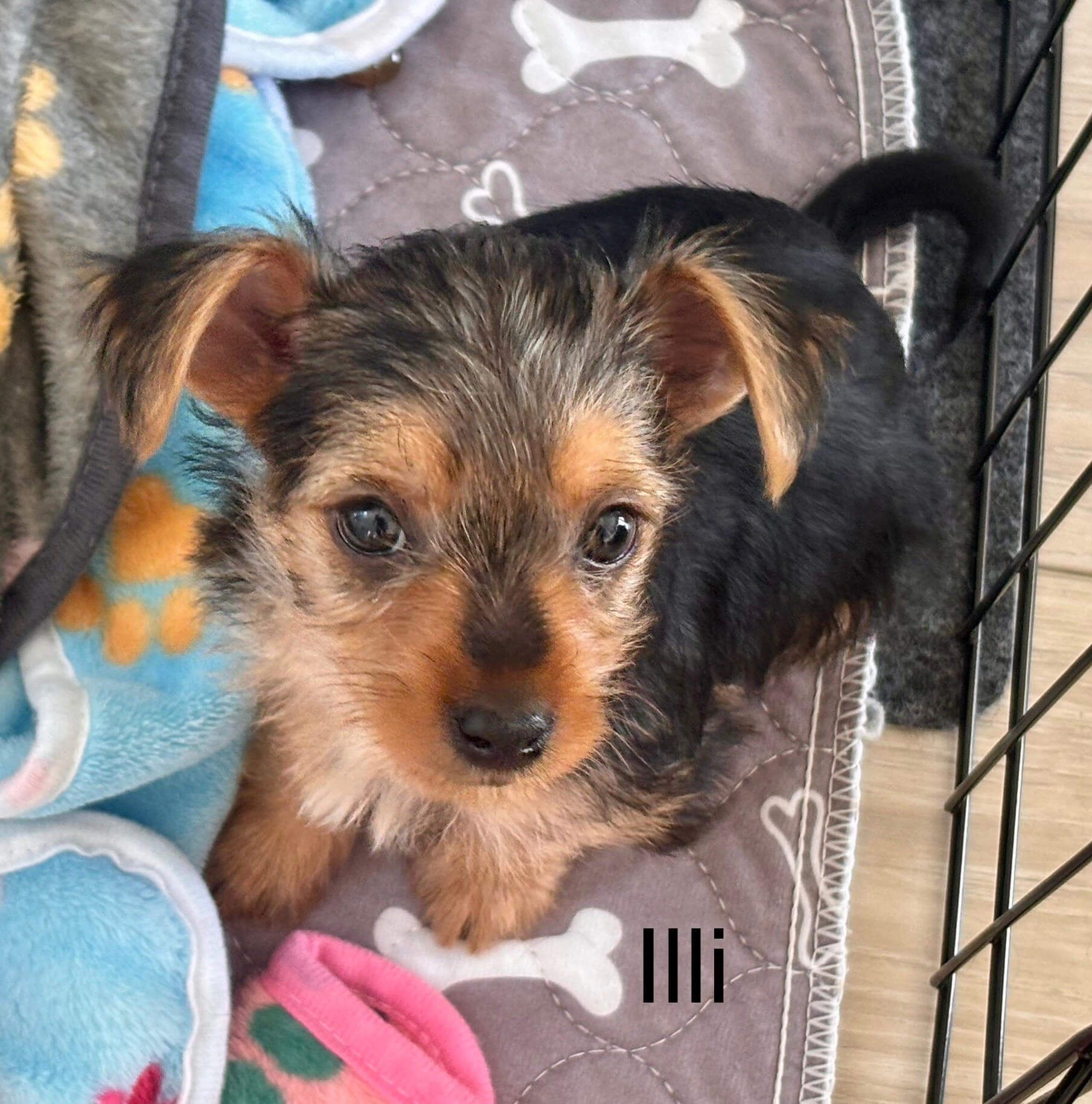 A puppy is laying on a blanket with bones on it