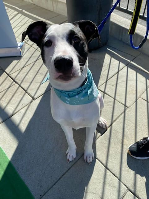 A black and white dog wearing a blue bandana