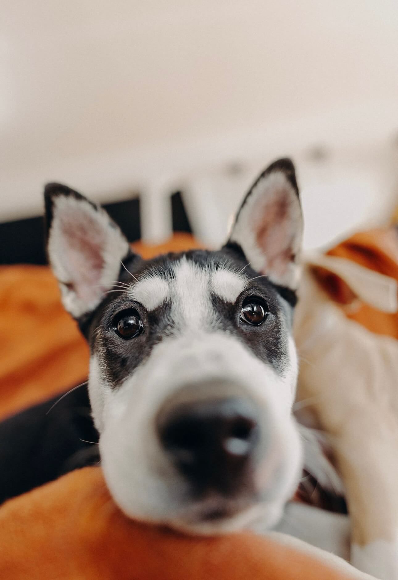 A close up of a husky dog looking at the camera.
