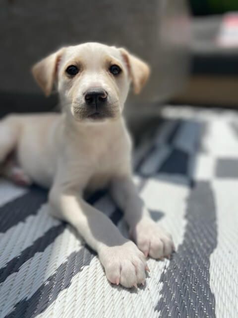 A small white puppy is laying on a checkered rug.