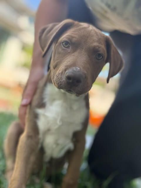 A brown and white puppy is sitting next to a person.
