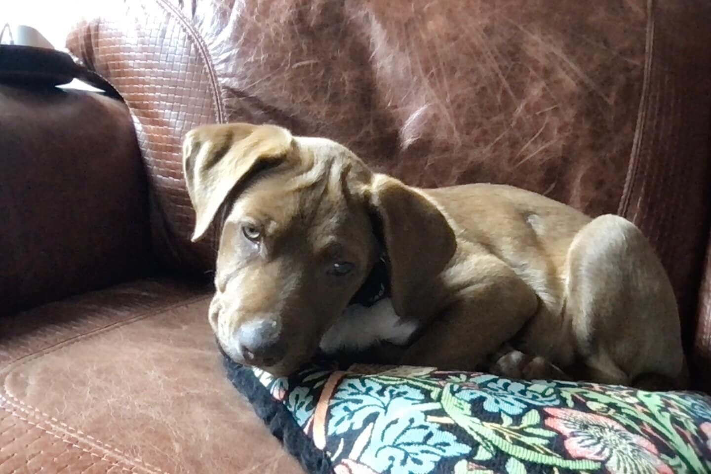 A brown dog is laying on a brown leather couch