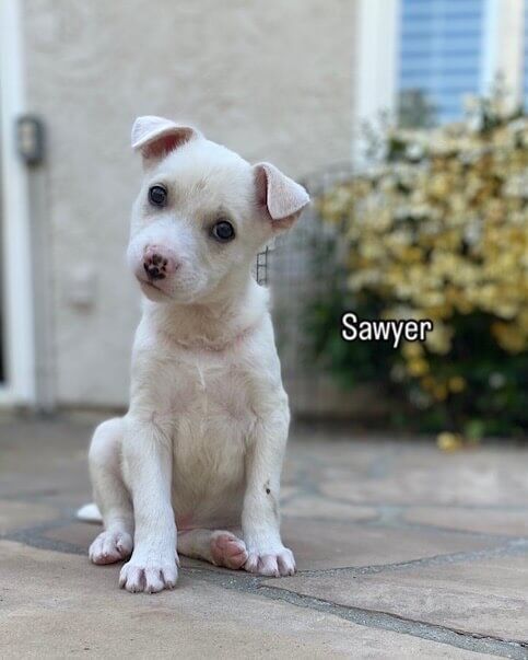 A white puppy is sitting on a sidewalk in front of a house.
