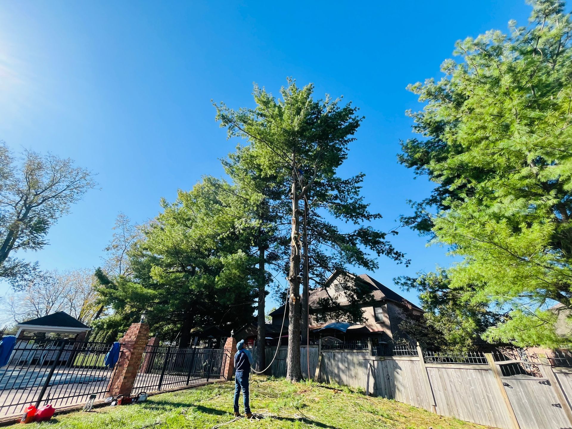 A man is standing in front of a large pine tree in a yard.