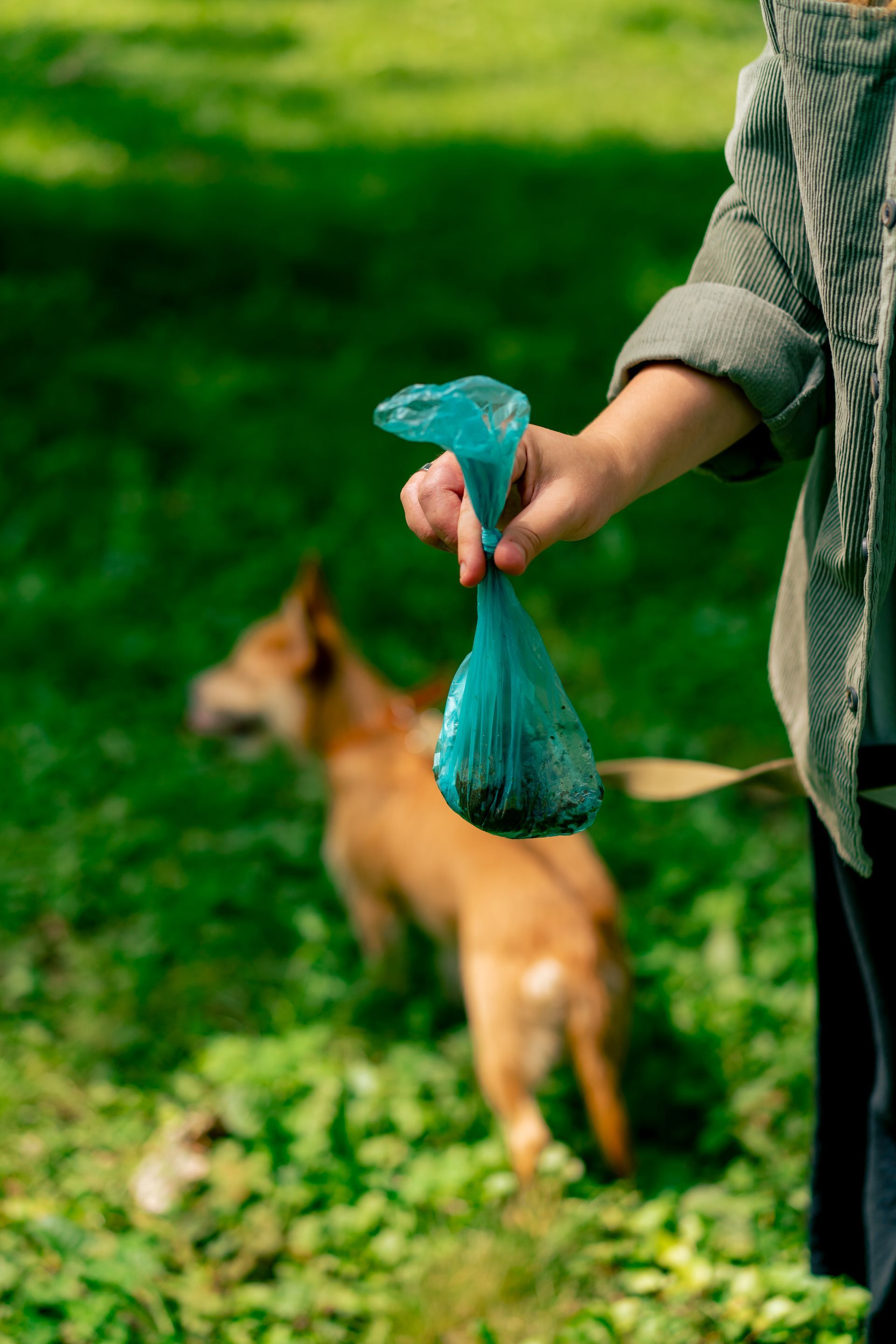A person is holding a bag of dog poop in front of a dog.