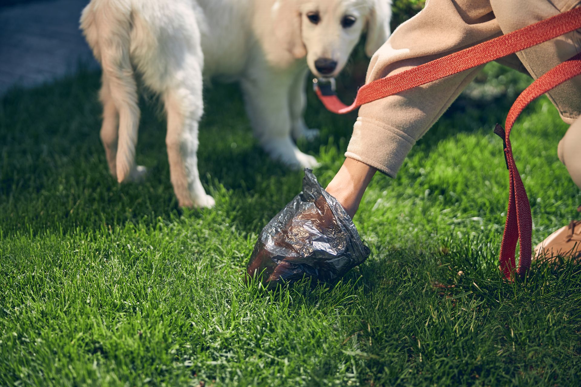 A person is picking up dog poop from the grass.