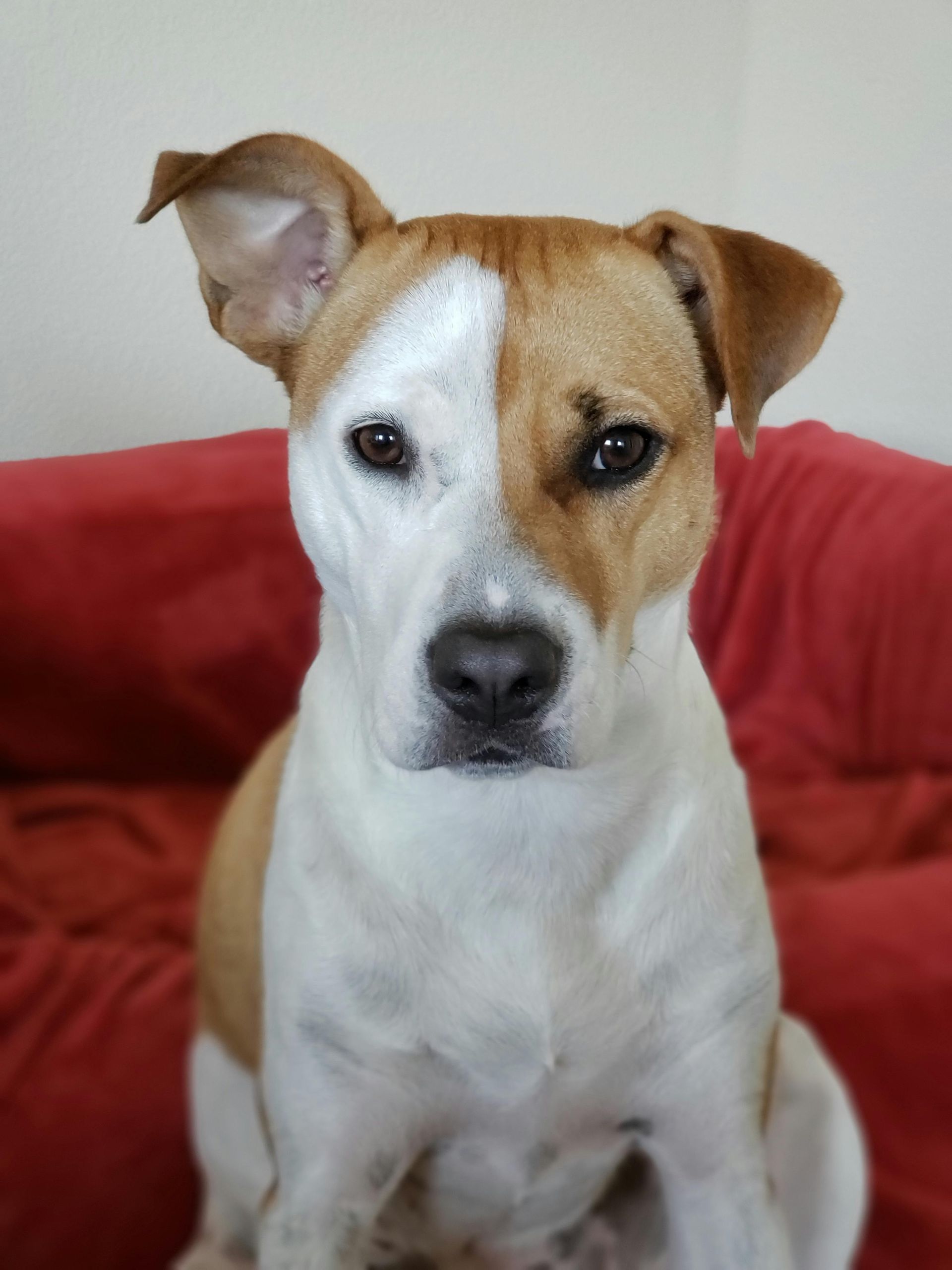 A brown and white dog is sitting on a red couch