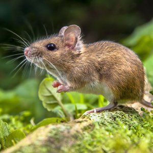 Rodent, mole, and crawling, biting and flying insect control