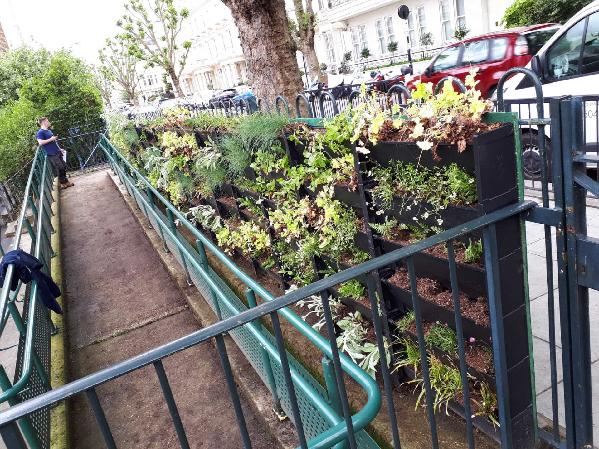 Plantbox living wall supplied and installed Primary School Maida Vale #Greenmyschool #zerocarbon