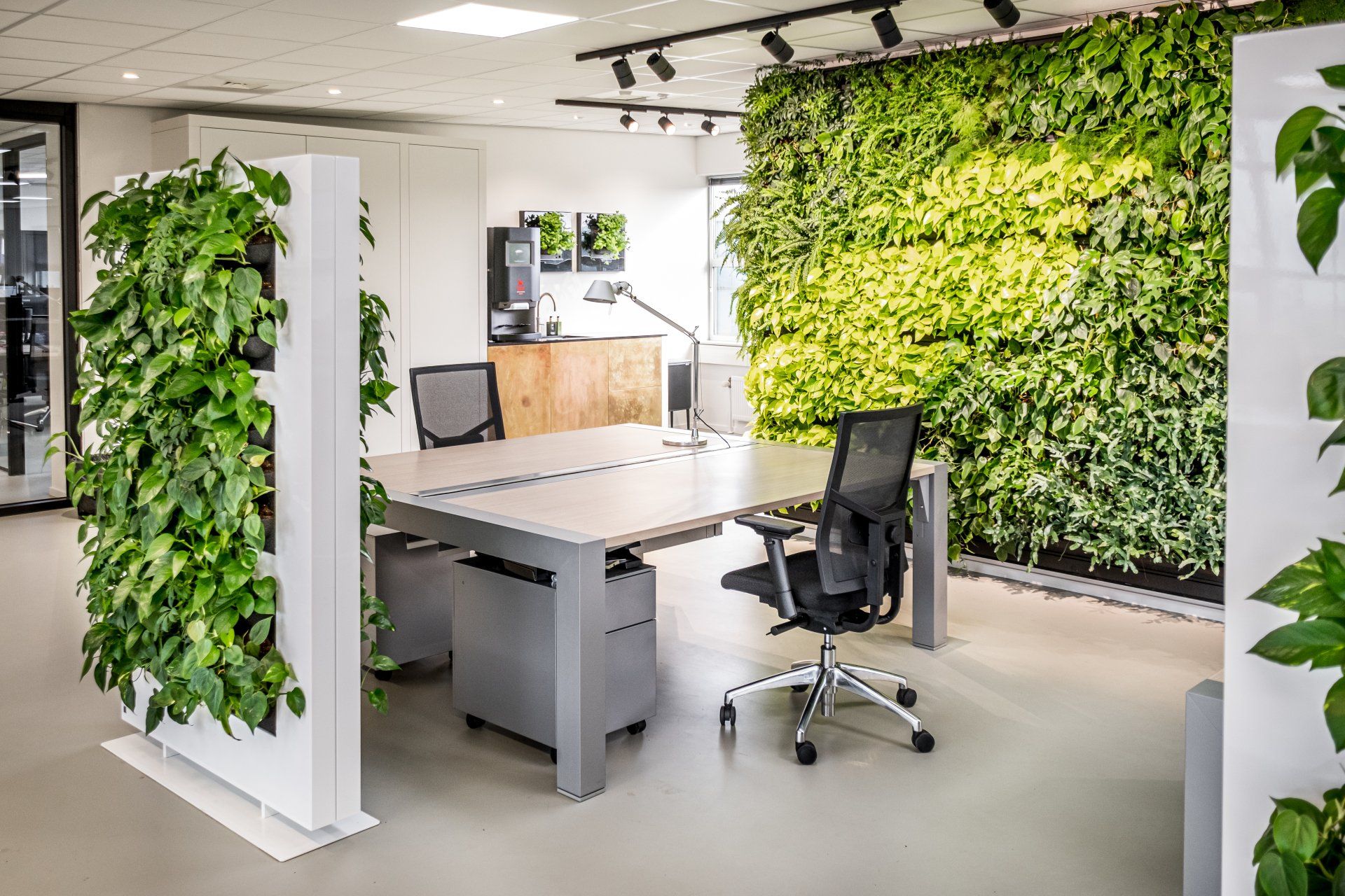 Showing and installtion of an internal livedivider and living wall in an office setting