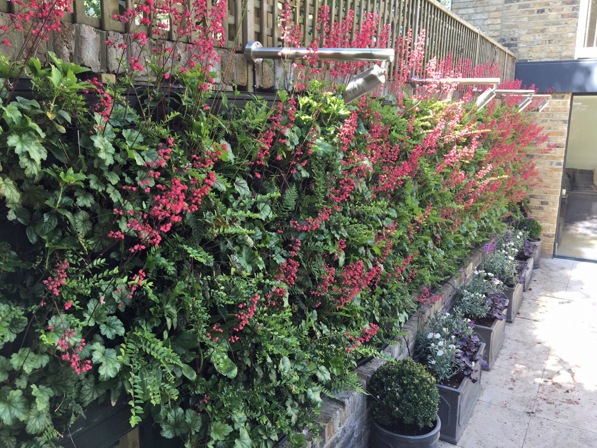 Living green wall and irrigation installed for a residential client in Kensington