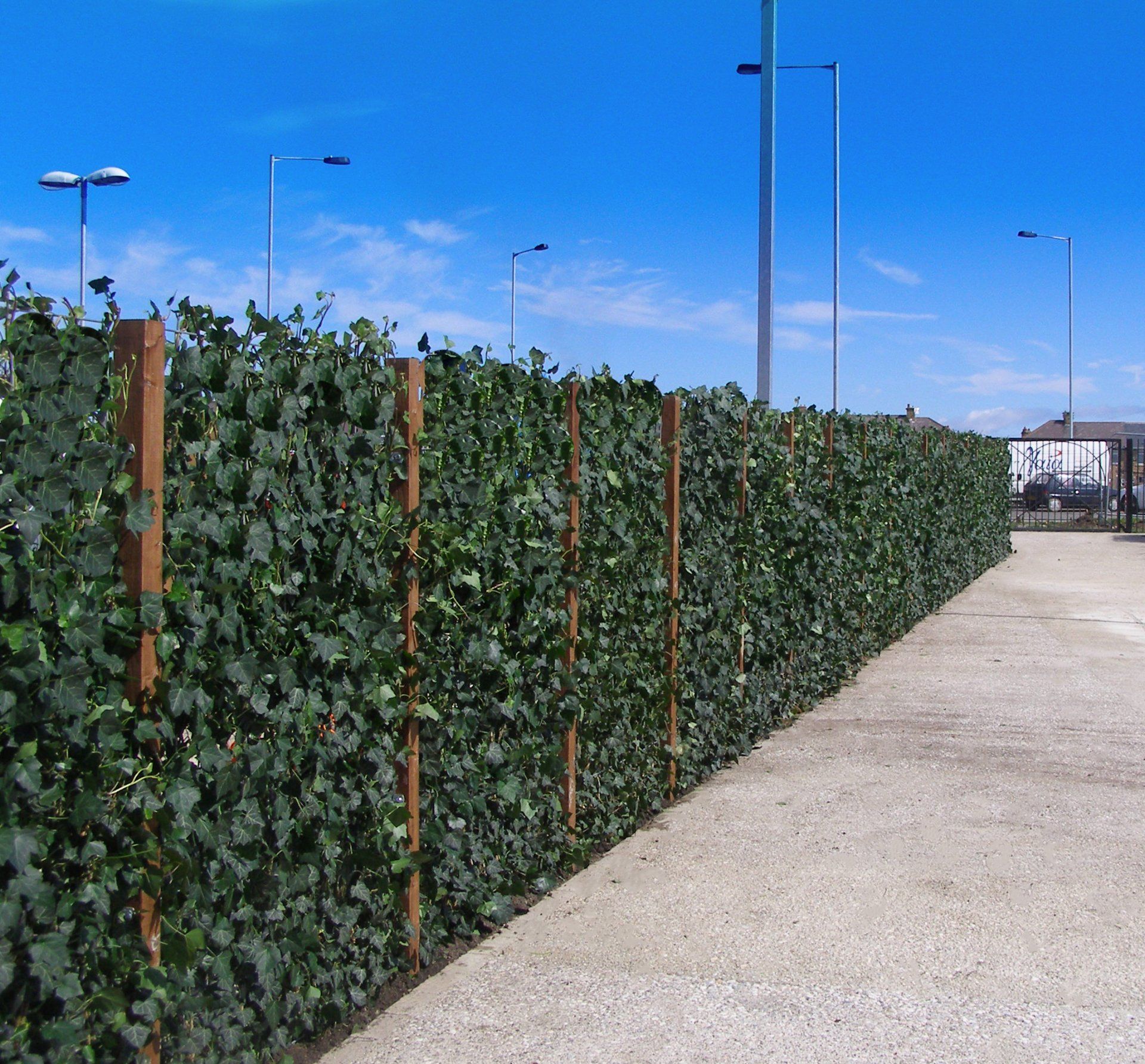 Green screens planted in the ground on the perimeter of the school playground