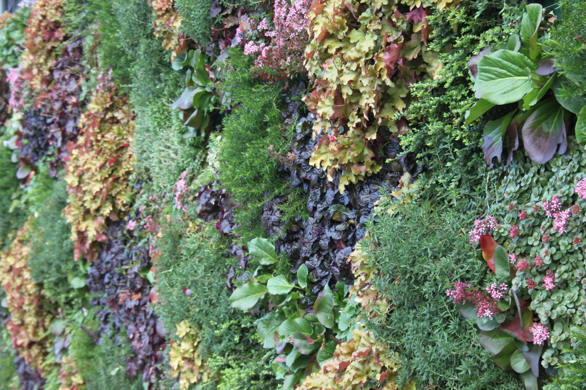A living wall installation to a supermarket exterior wall overlooking their car park