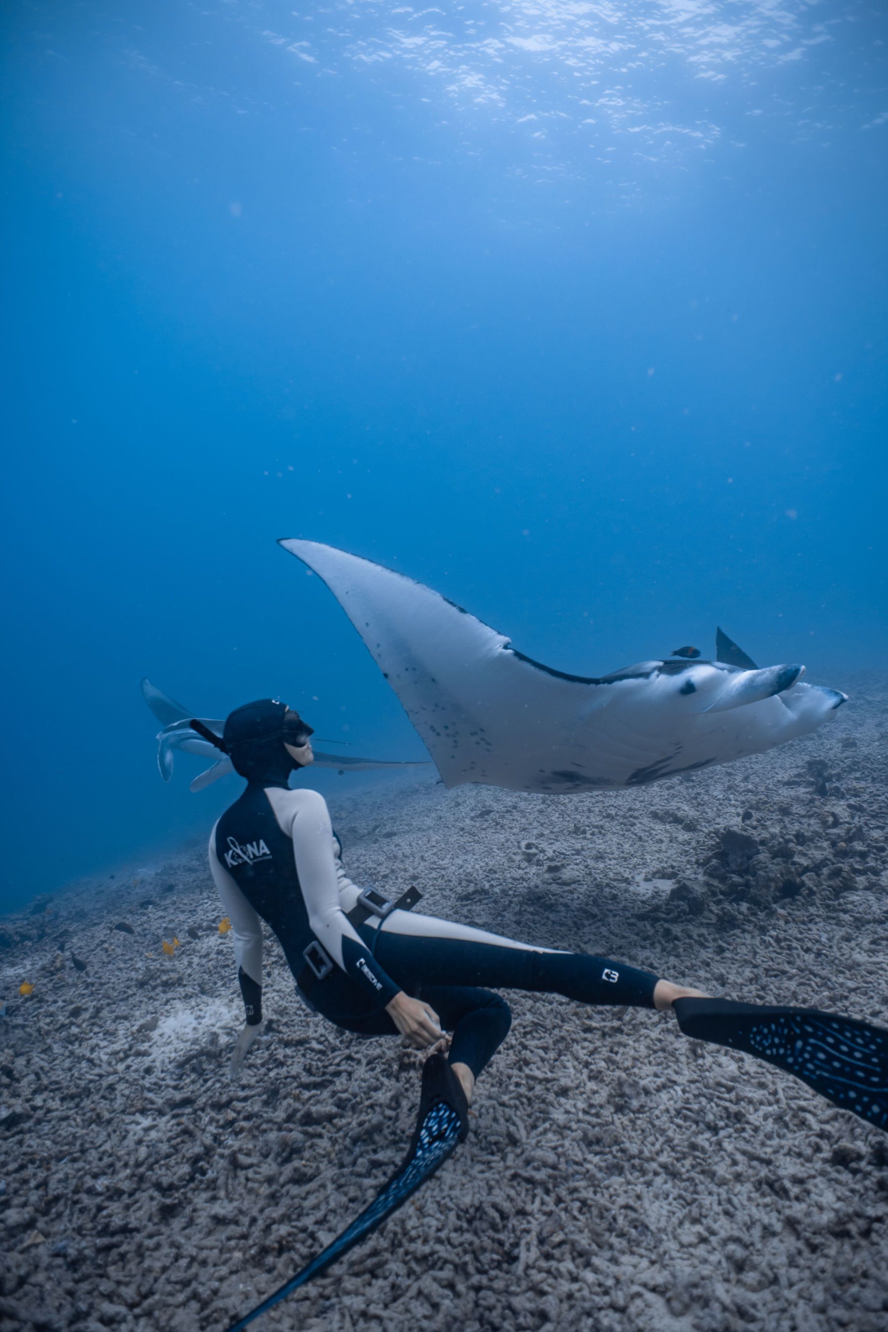 A woman is freediving with a manta ray in the ocean.
