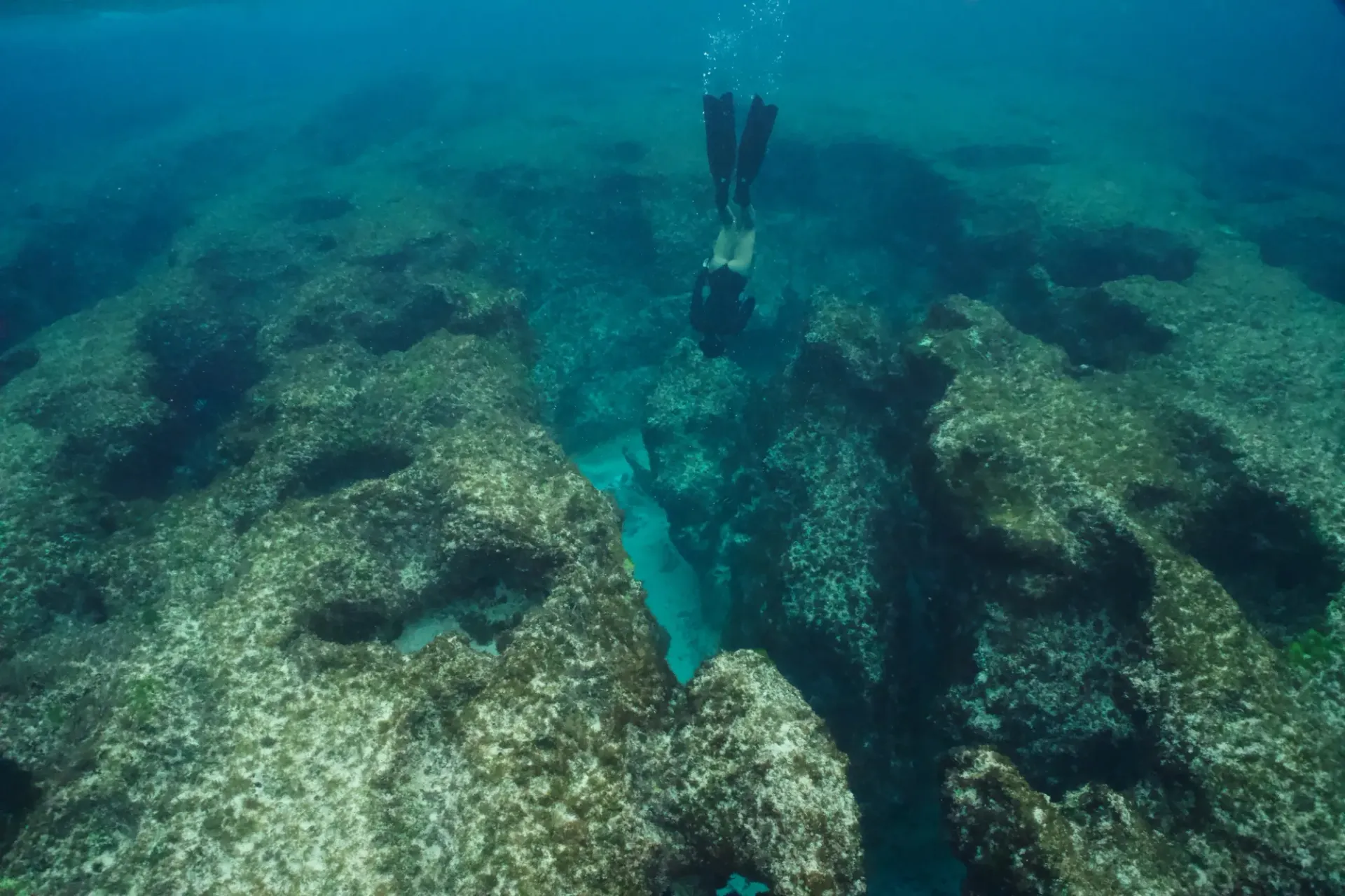 A freediver is swimming through a coral reef in the ocean.