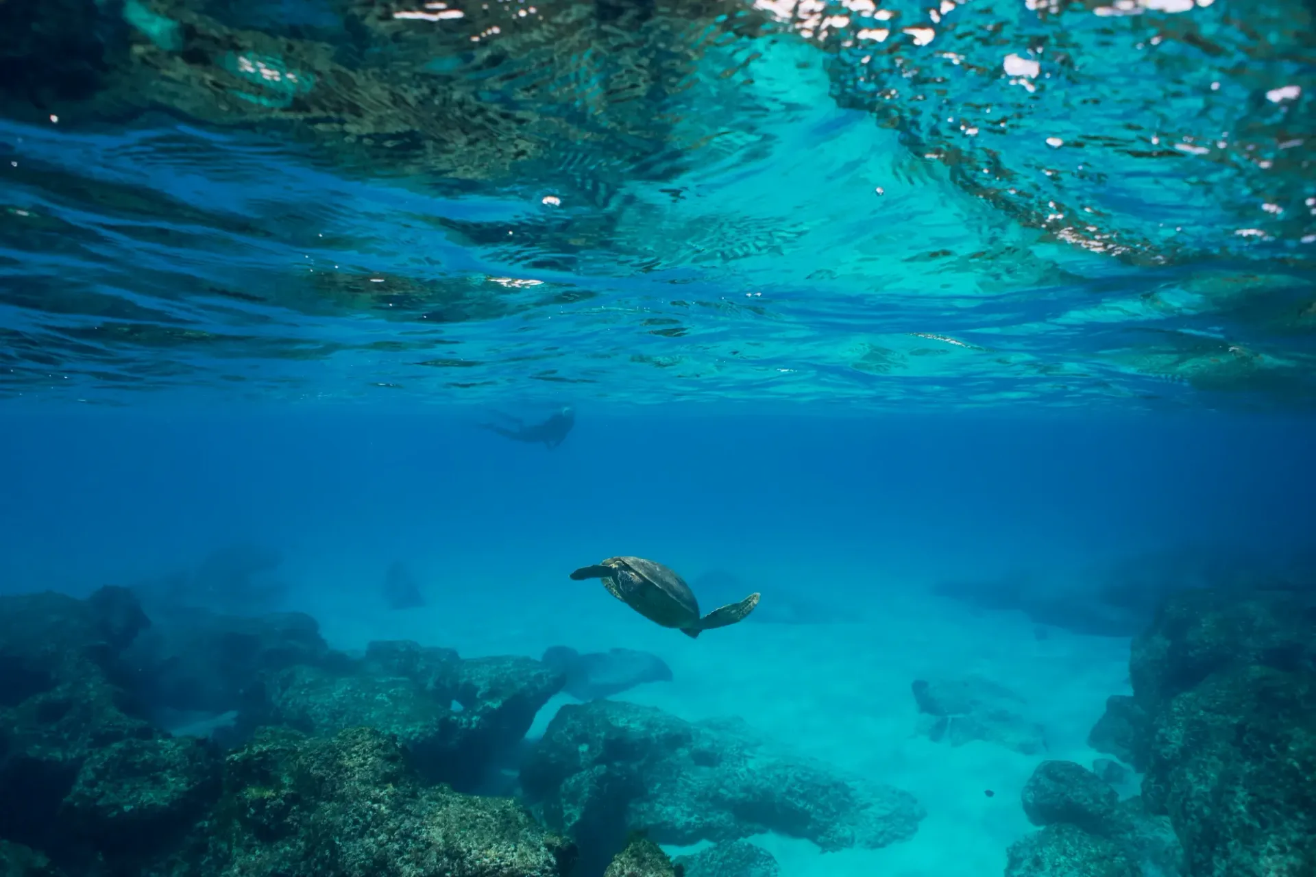 A sea turtle is swimming in the ocean near a coral reef.