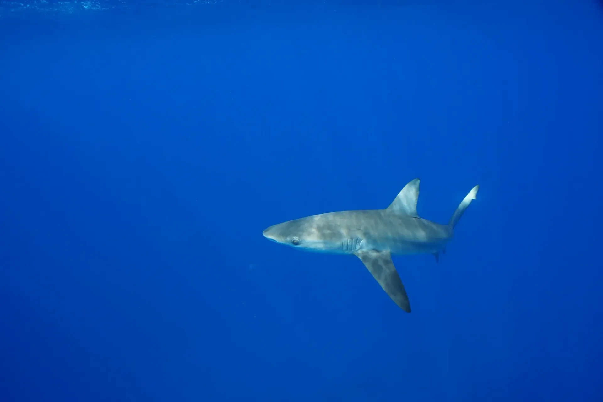 A blue shark is swimming in the ocean.