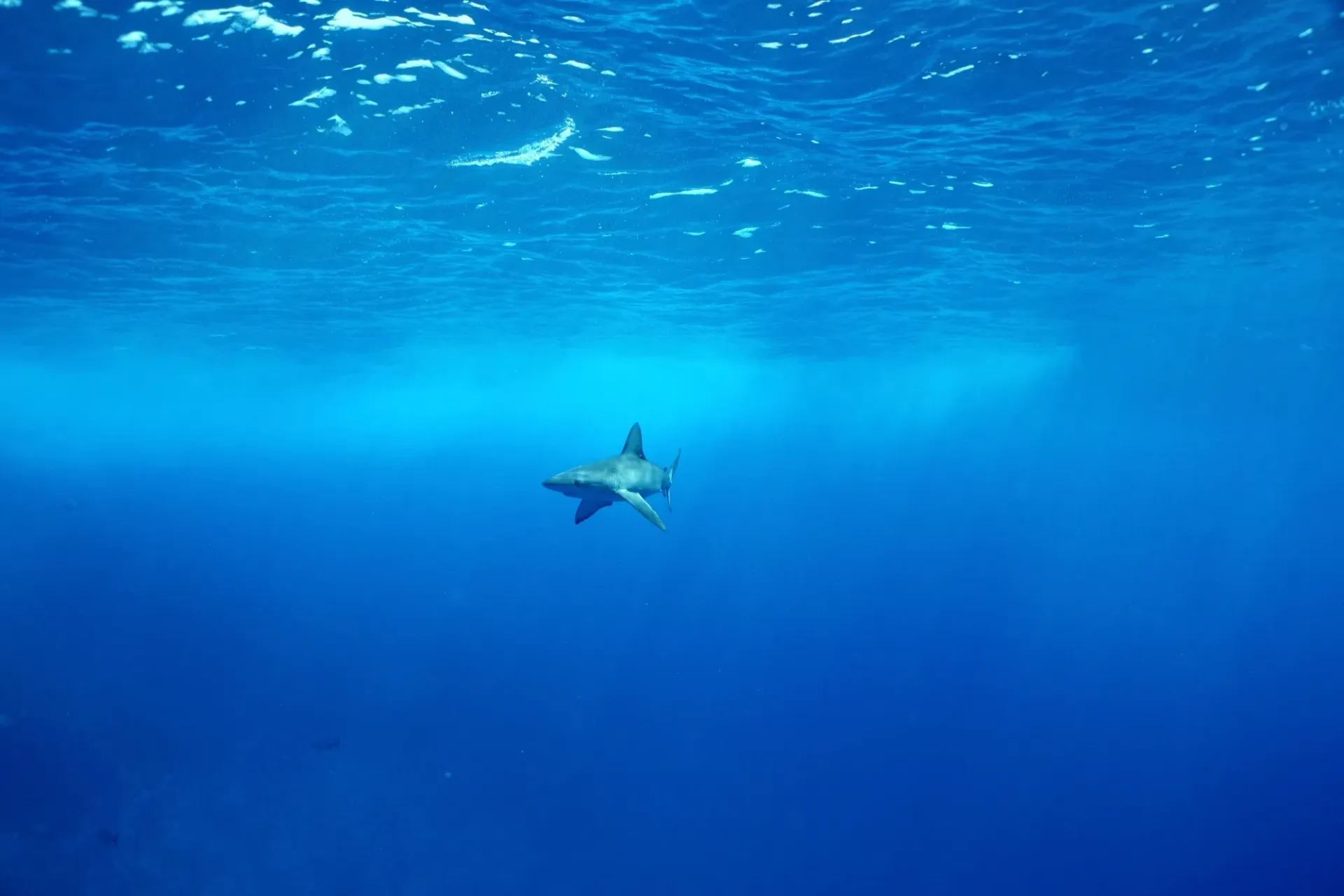 A shark is swimming in the ocean.