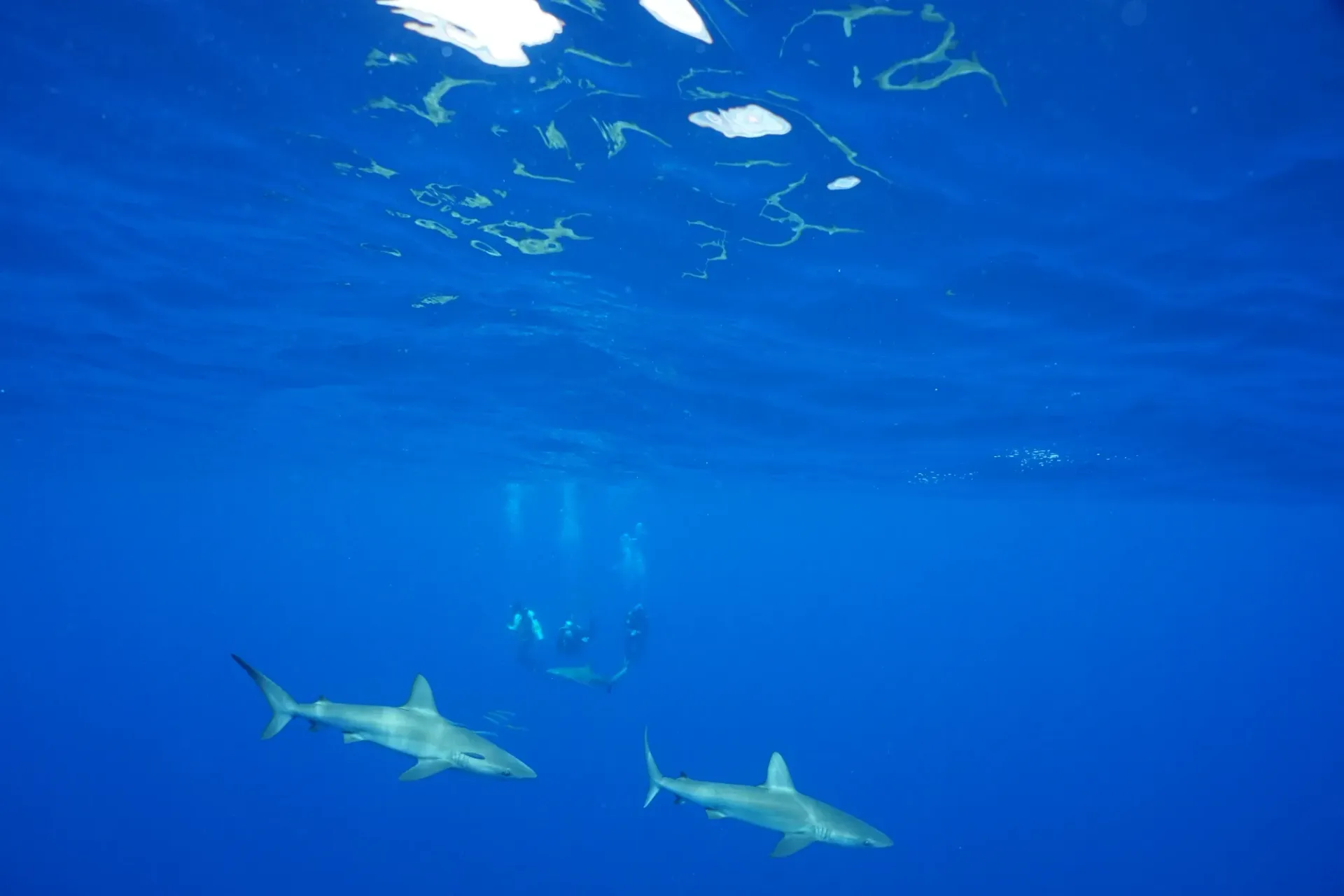 Two sharks are swimming in the ocean.