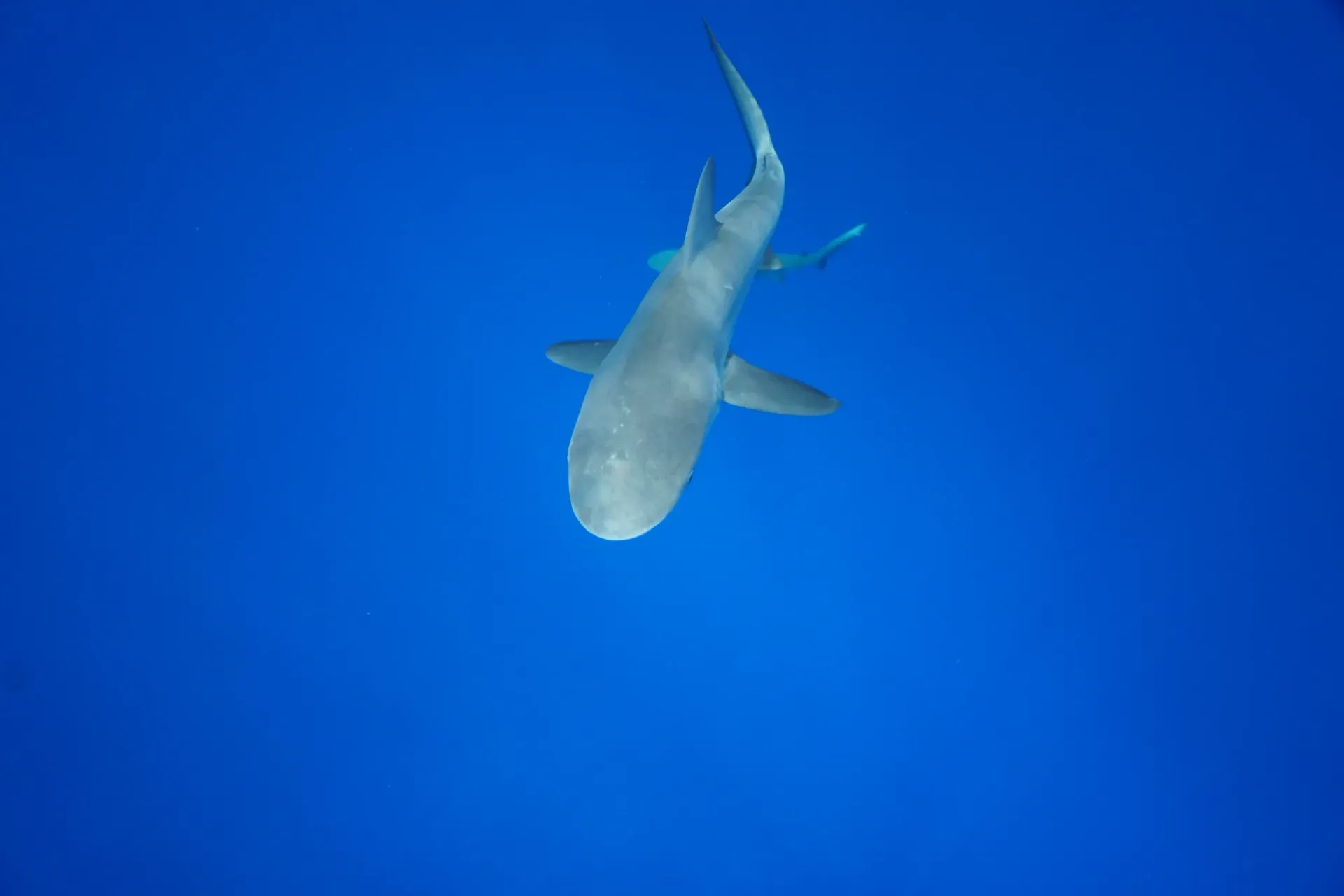 A shark is swimming in the ocean looking up at the camera.