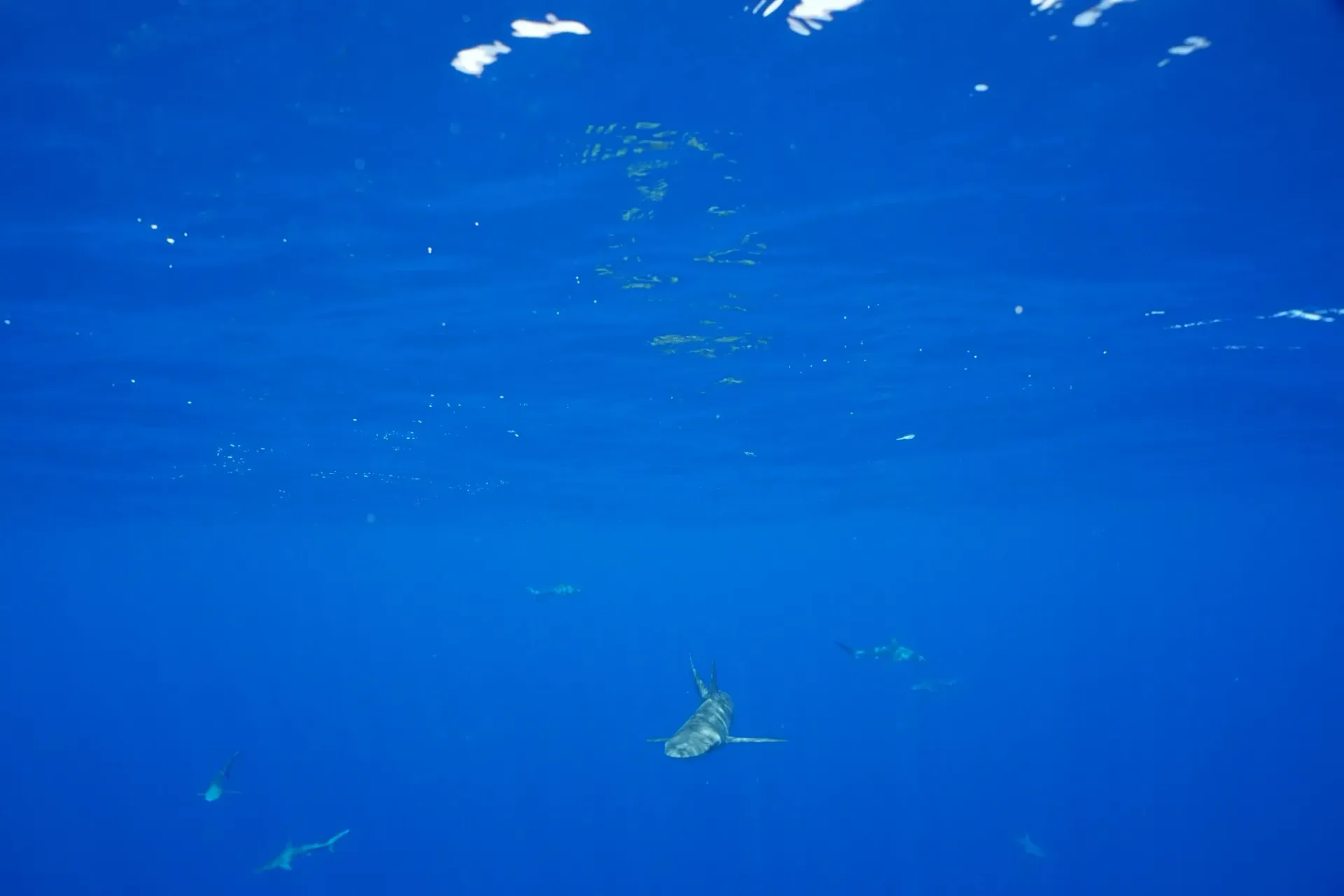 A turtle is swimming in the ocean.