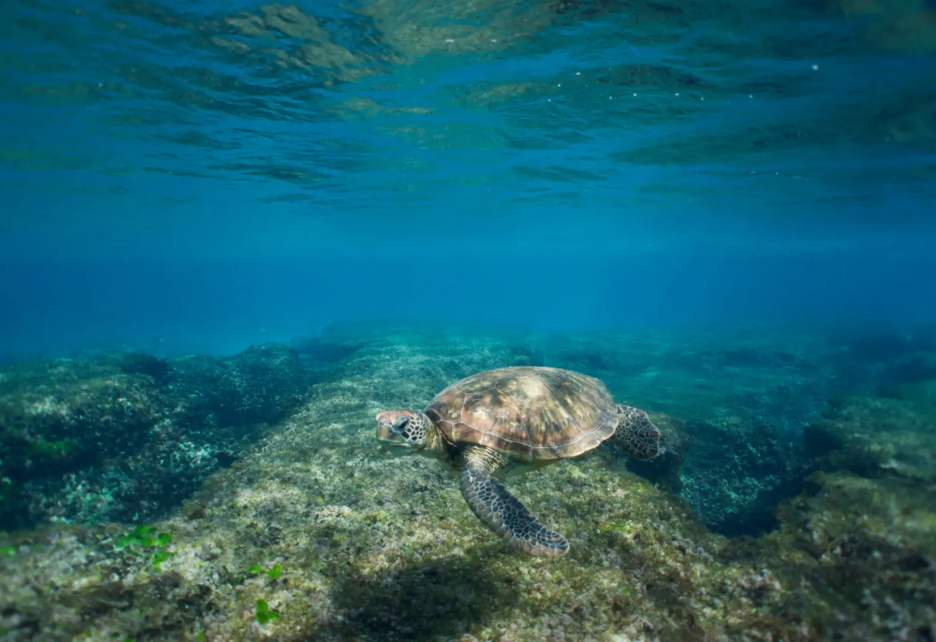 A sea turtle is swimming in the ocean on a rocky reef.