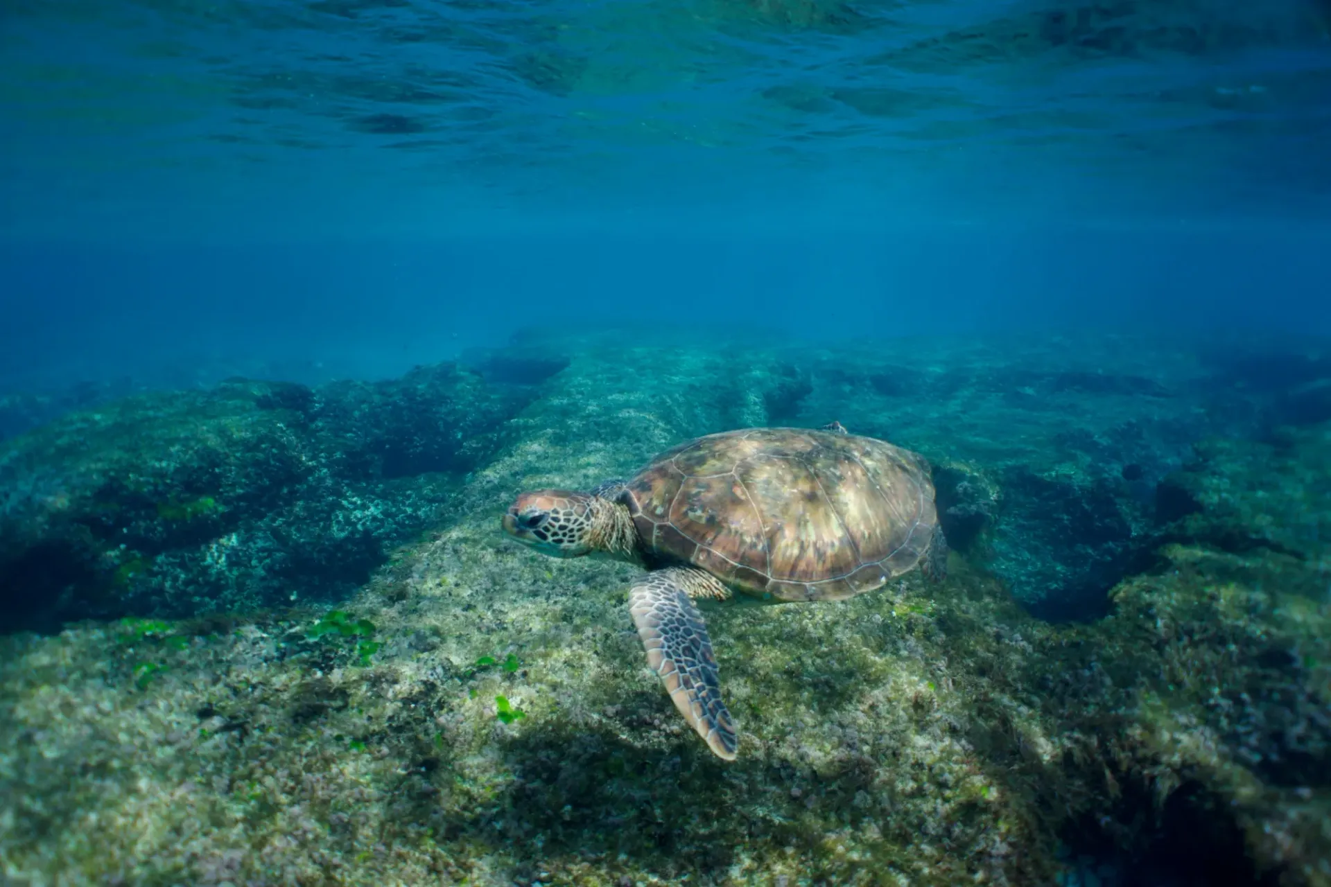 A sea turtle is swimming on a rock in the ocean.