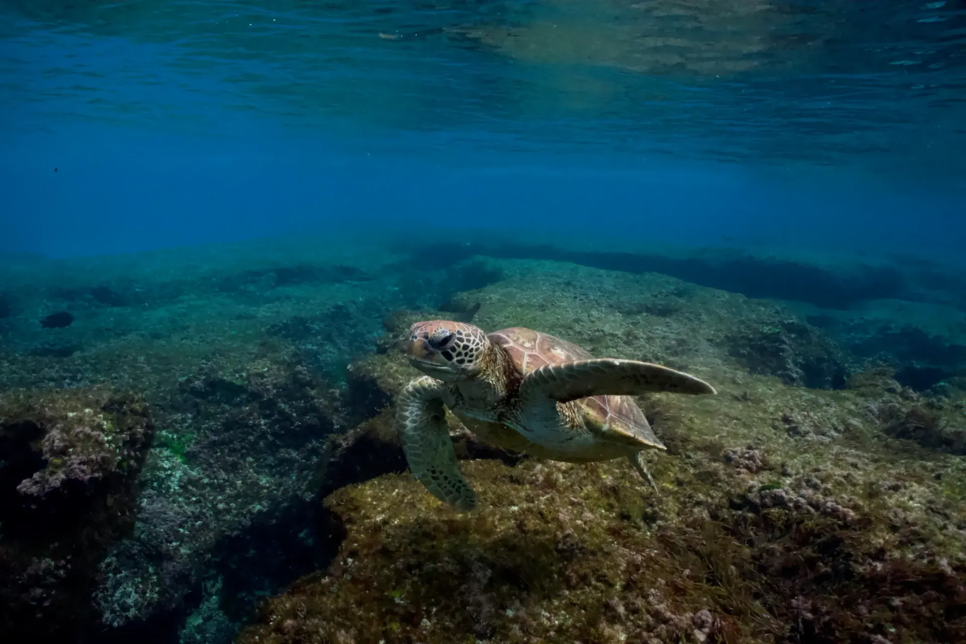A sea turtle is swimming on a rocky reef in the ocean.