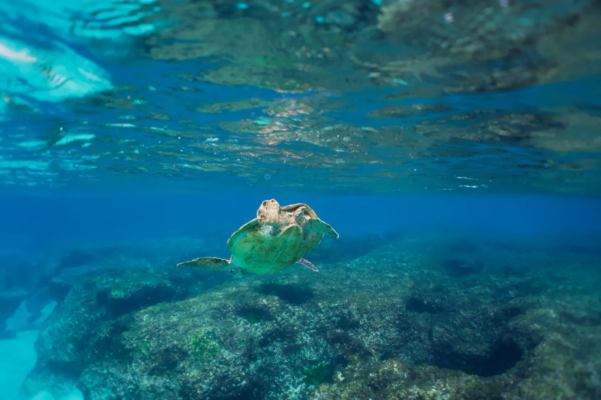 A green sea turtle is swimming in the ocean near a coral reef.
