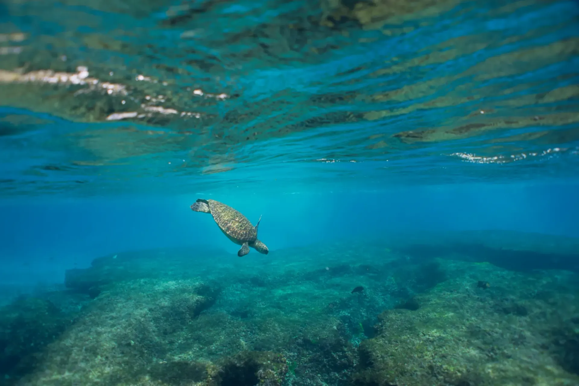 A sea turtle is swimming in the ocean near a rocky reef.