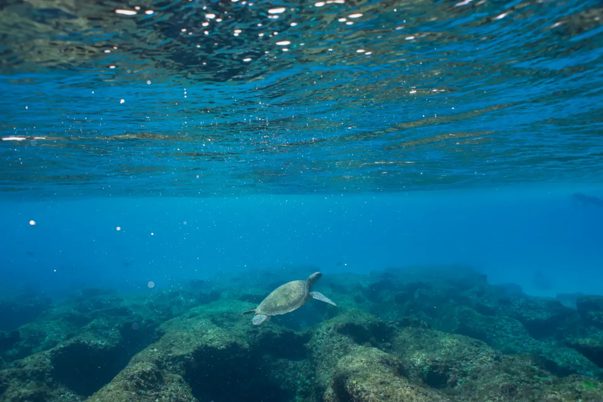 A sea turtle is swimming in the ocean near a rocky reef.