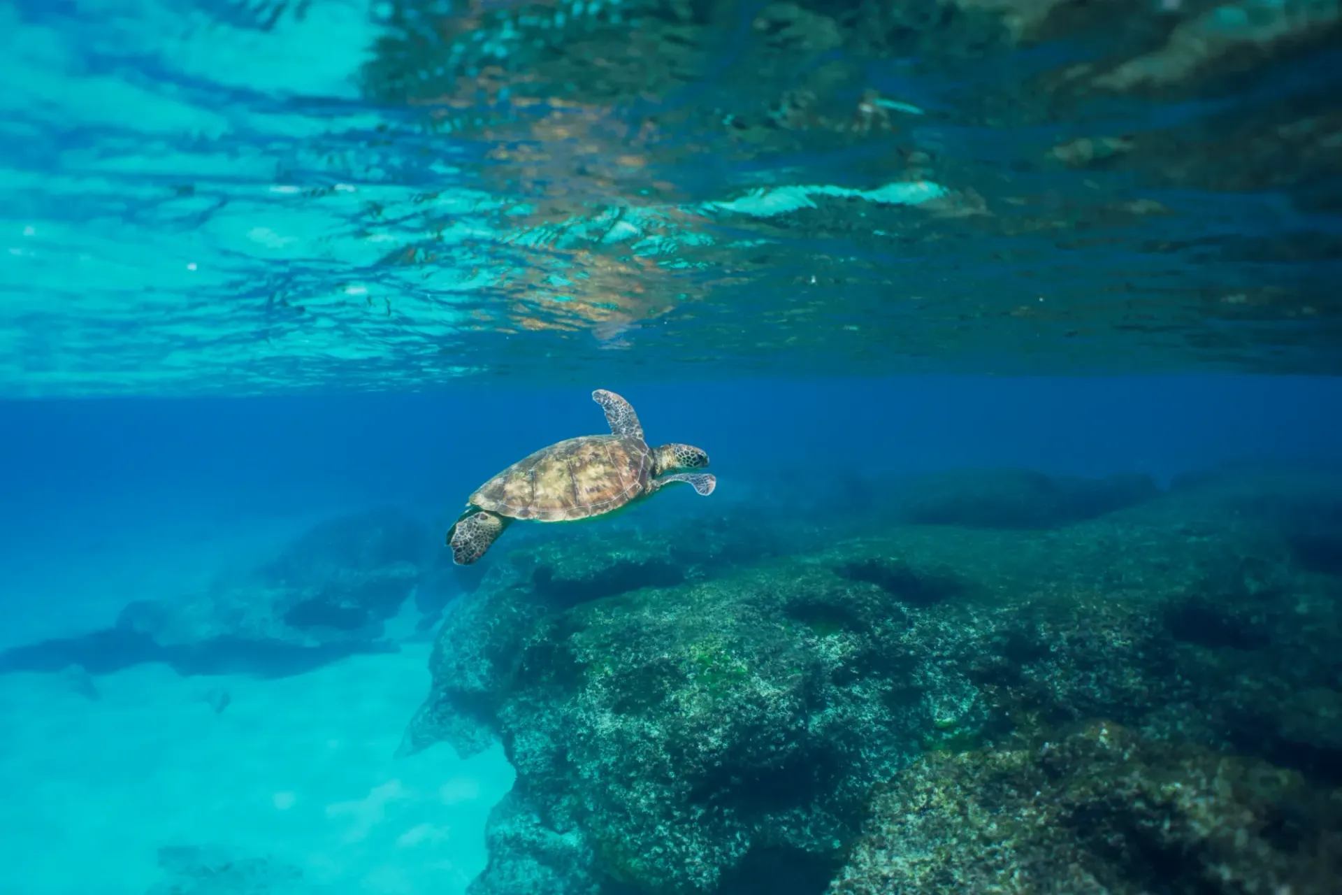 A sea turtle is swimming in the ocean near a coral reef.