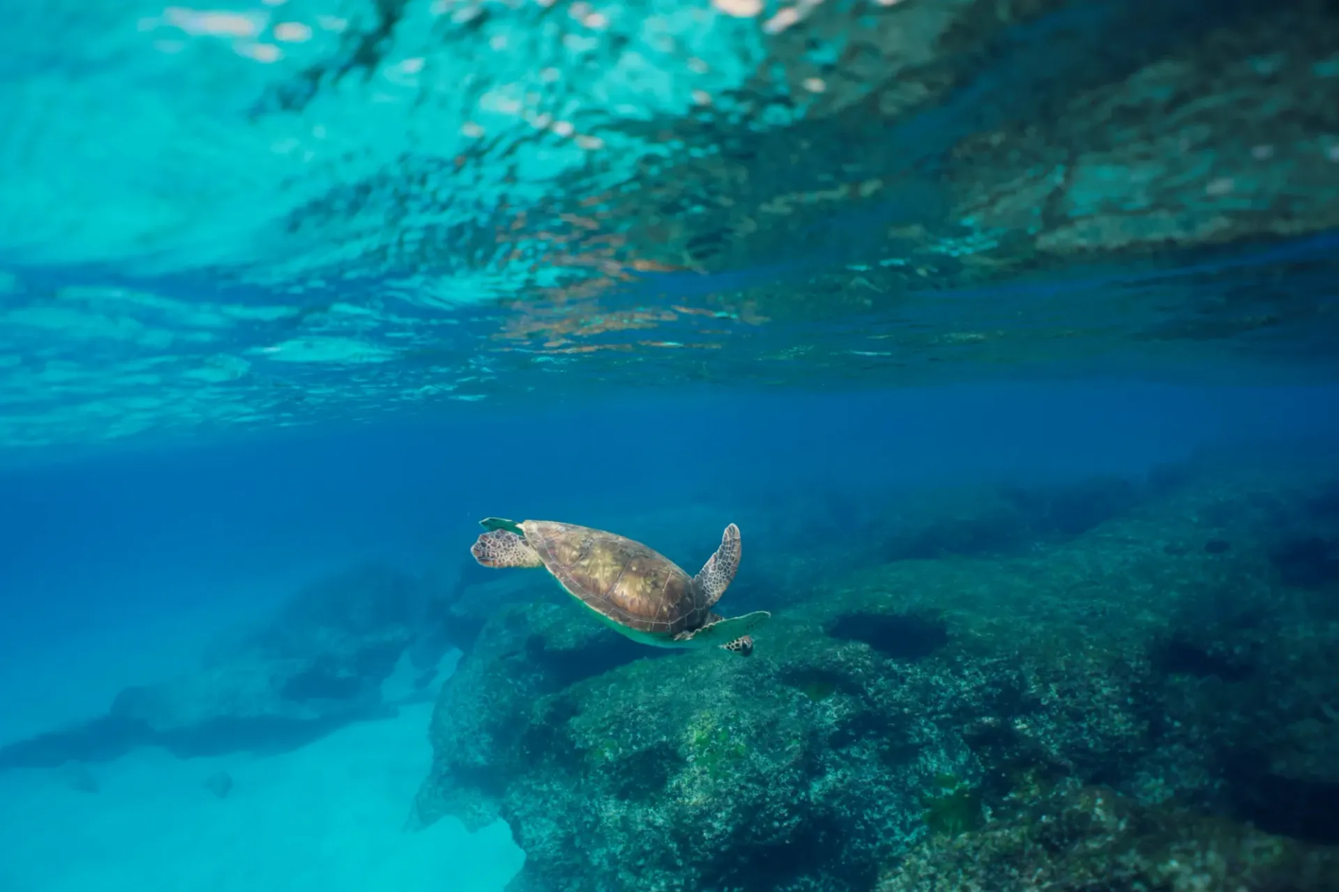 A sea turtle is swimming in the ocean near a coral reef.