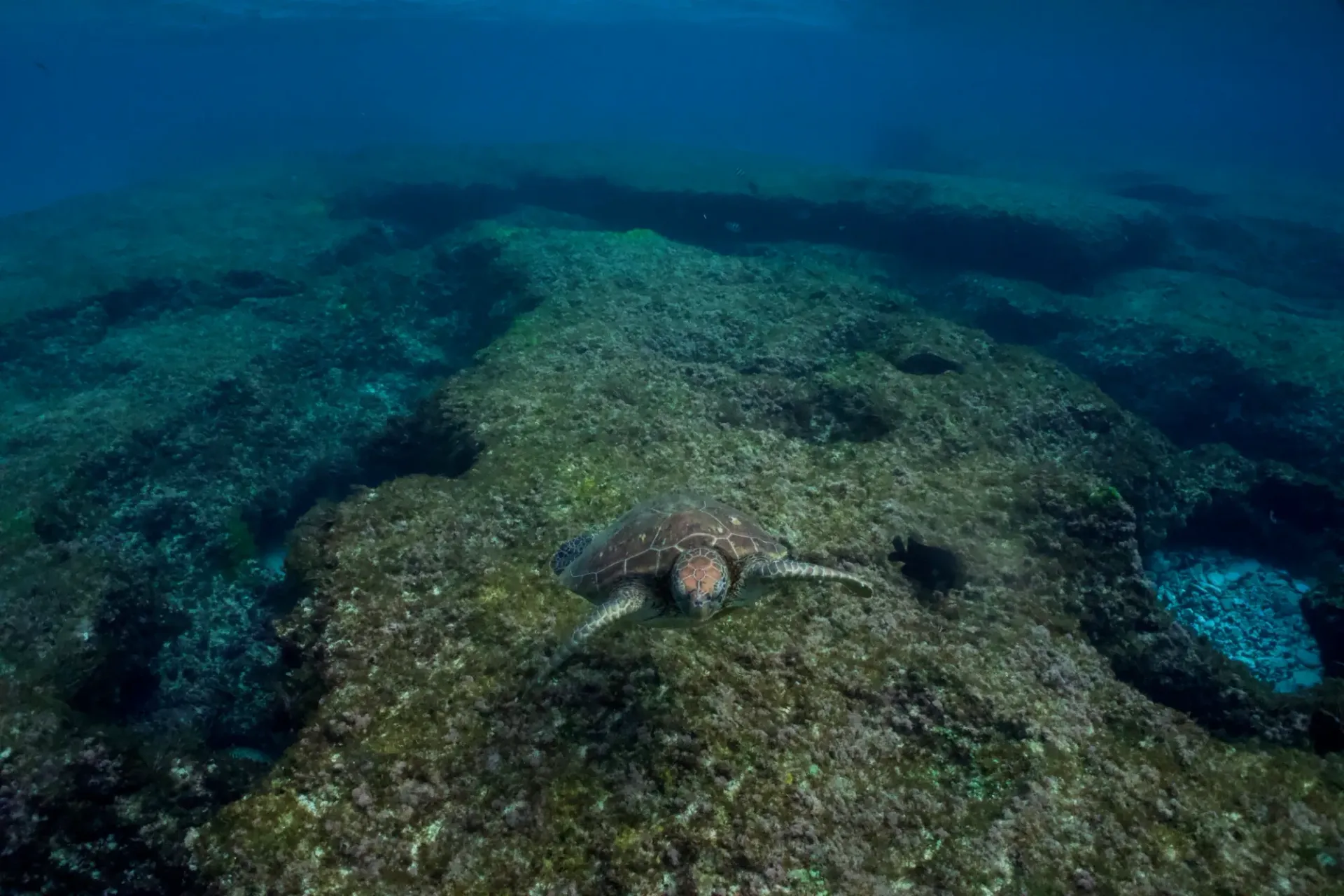 A sea turtle is swimming on a rock in the ocean.