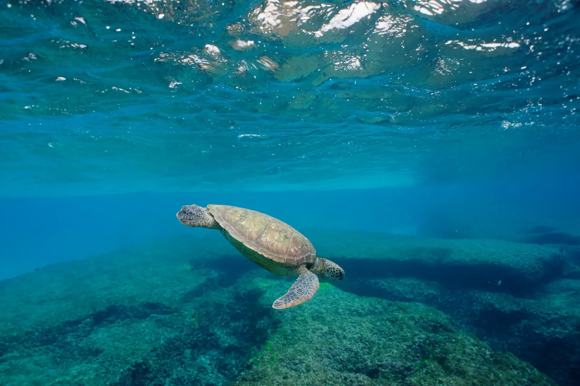 A sea turtle is swimming in the ocean near a rock.