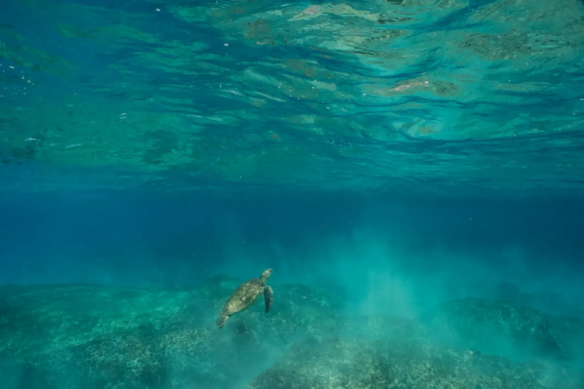 A sea turtle is swimming in the ocean near a coral reef.