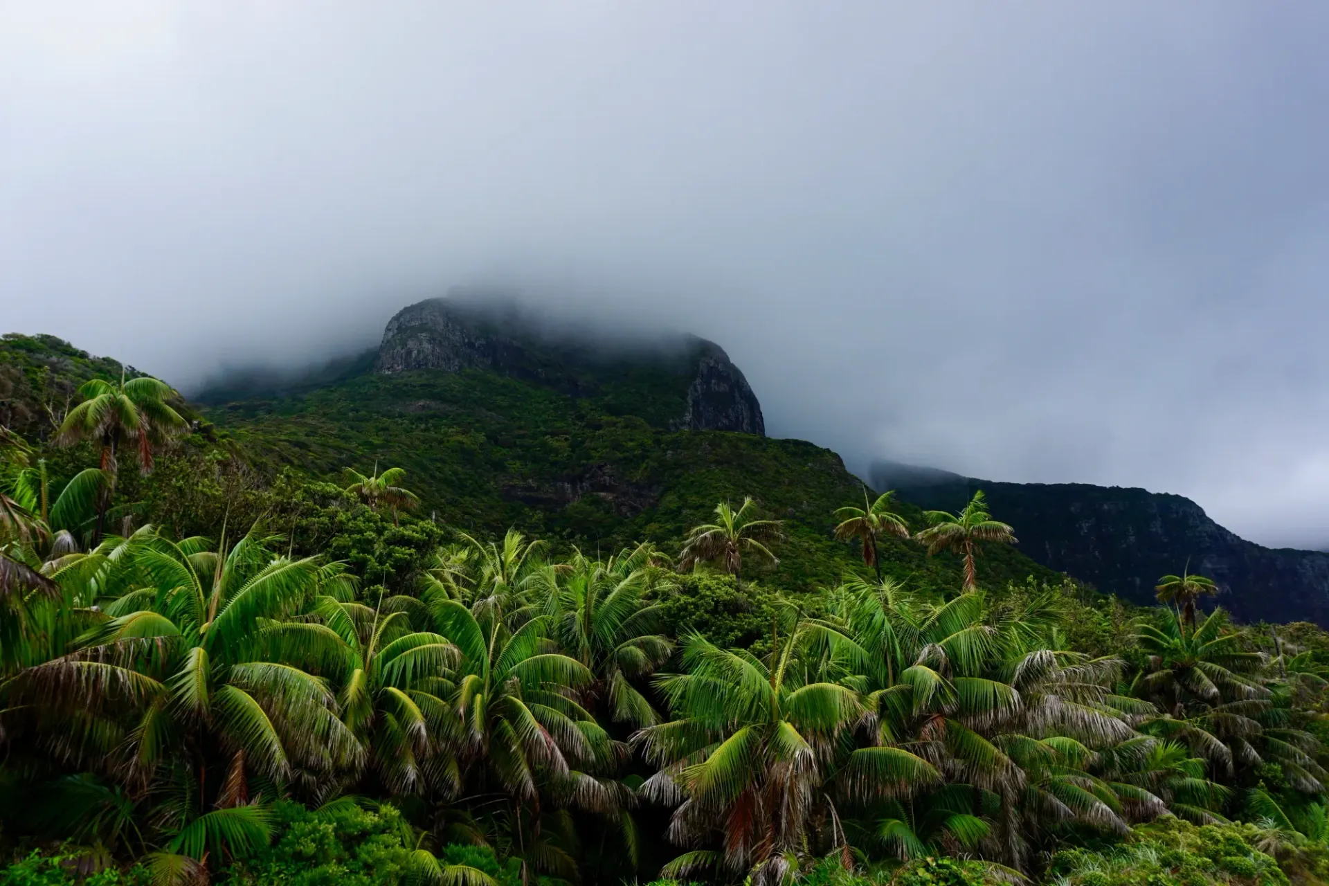 A lush green forest with a mountain in the background on a cloudy day.