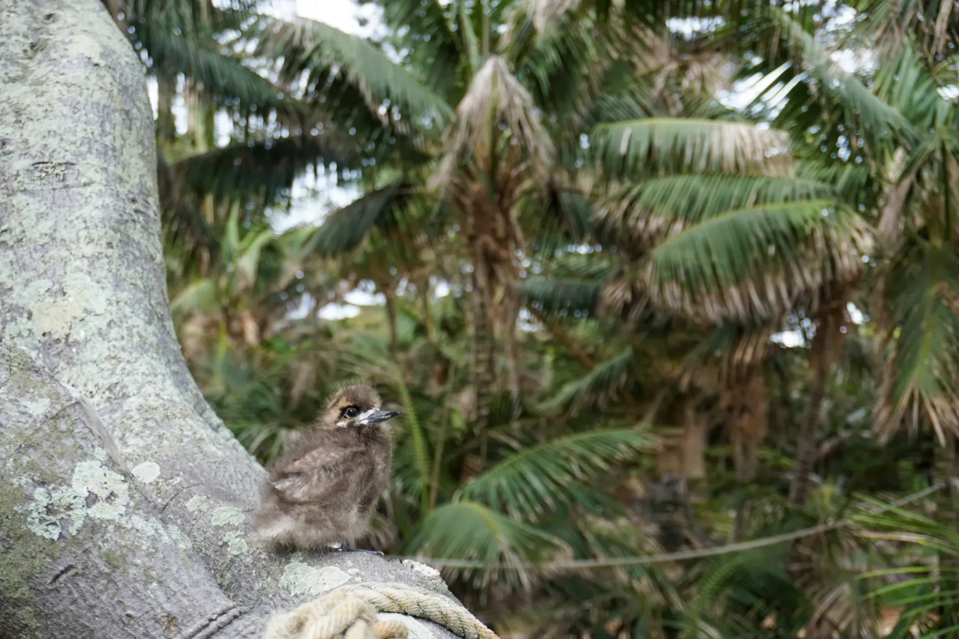 A bird is perched on a tree branch in the jungle.