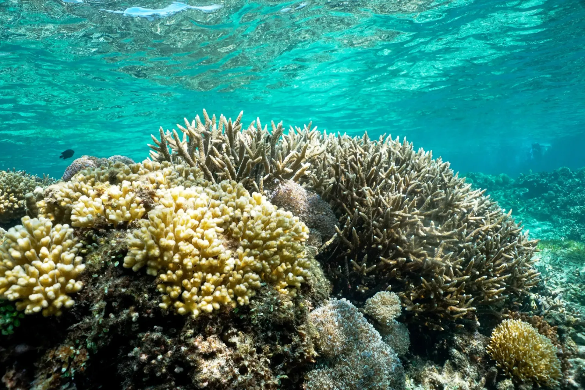 A coral reef in the ocean with a lot of corals and fish.