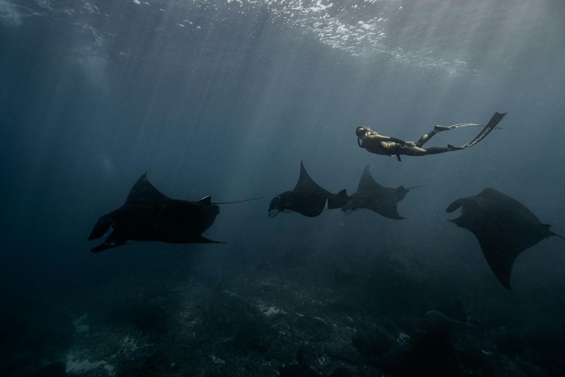 A freediver is swimming with a group of manta rays in the ocean.