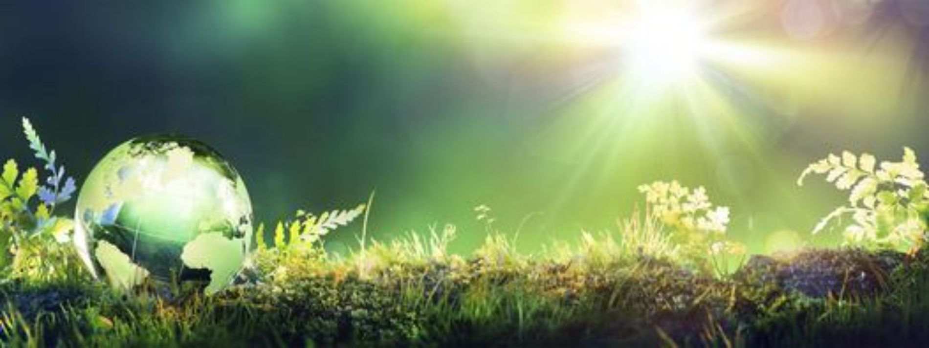 Prato con erba verde