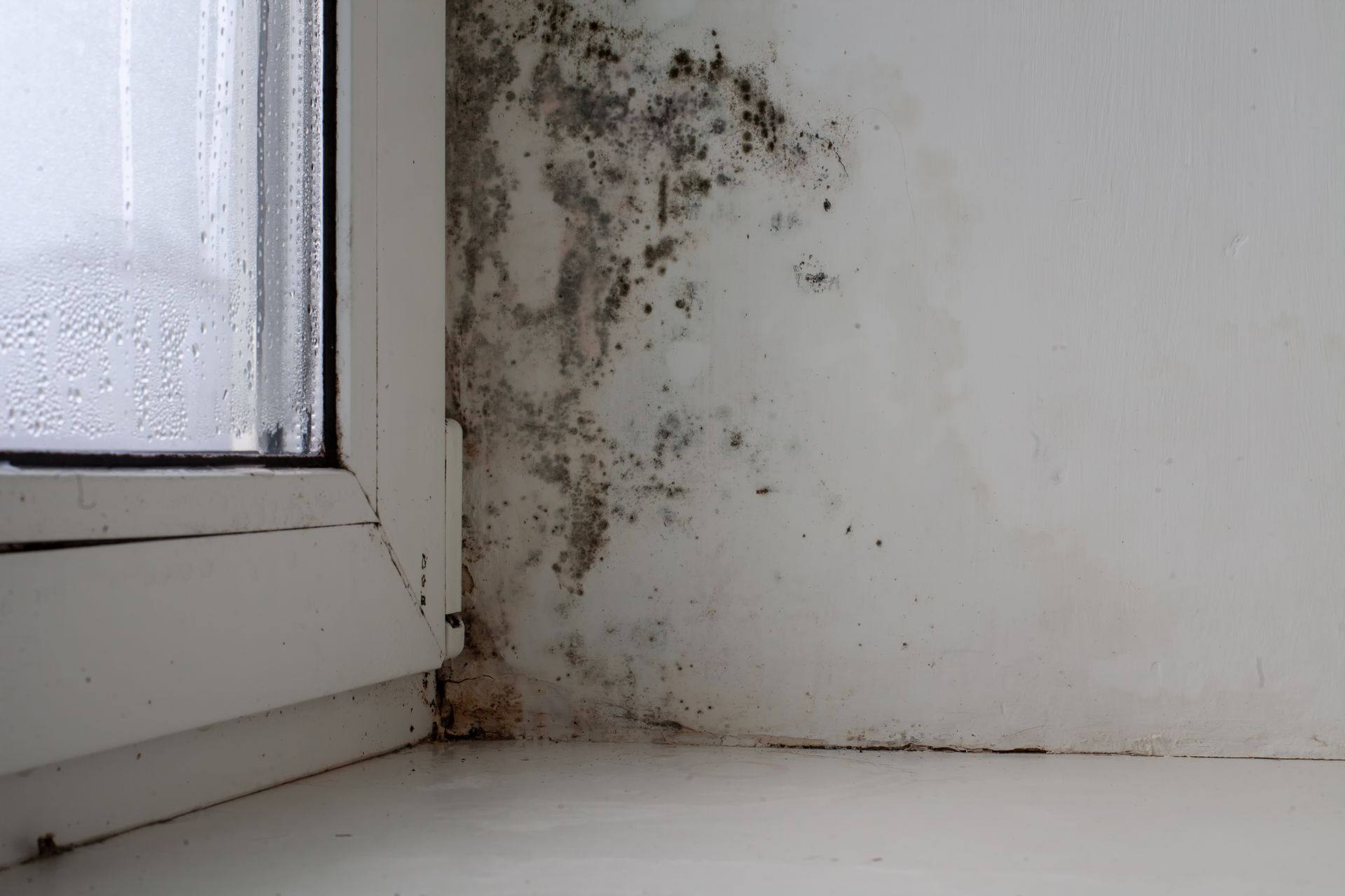Mold Inspections Near You